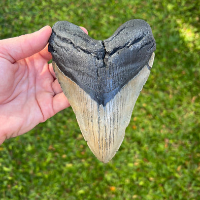 6" Megalodon Tooth- MEG03