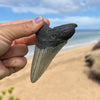 3 7/8” Megalodon Fossil Tooth- Meg54