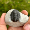 Cornuproetus Trilobite Fossil- Tril-2A