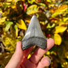 2 5/8” Cute Megalodon Tooth- MEG47