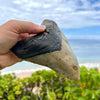 One of a kind 5 3/8" Megalodon Tooth Fossil