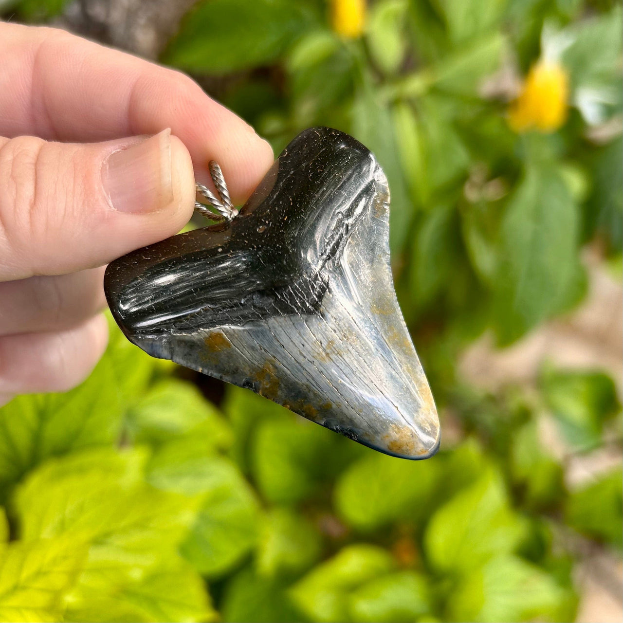 2 1/4" Megalodon Pendant - STFP53