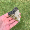 3” Megalodon Fossil Tooth- Meg58