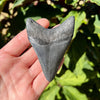 3 1/8” Polished Megalodon Tooth- Meg09