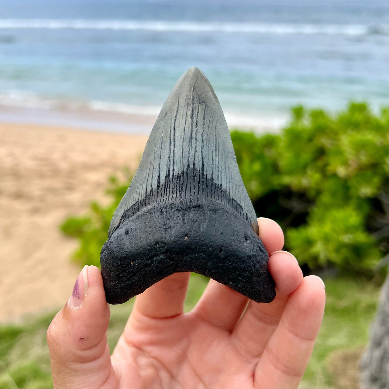 3 3/4” Megalodon Fossil Tooth- Meg52