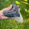 6" Megalodon Tooth- MEG03