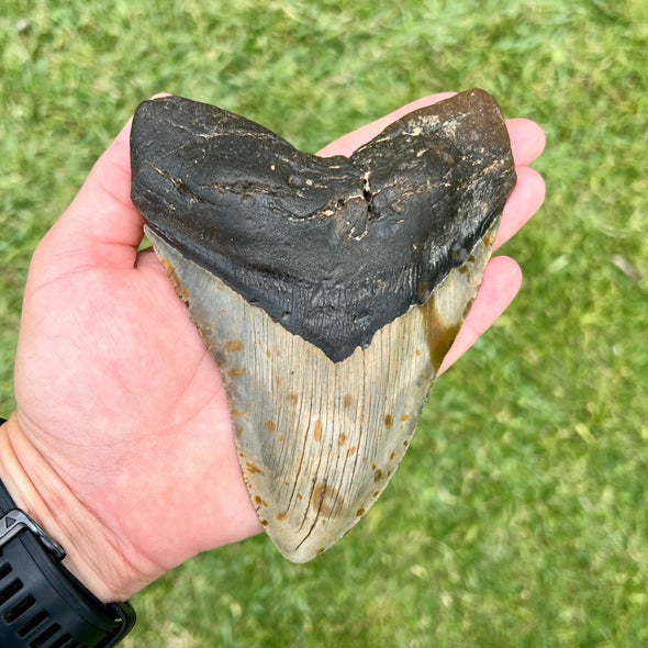 5 3/8" Megalodon Tooth