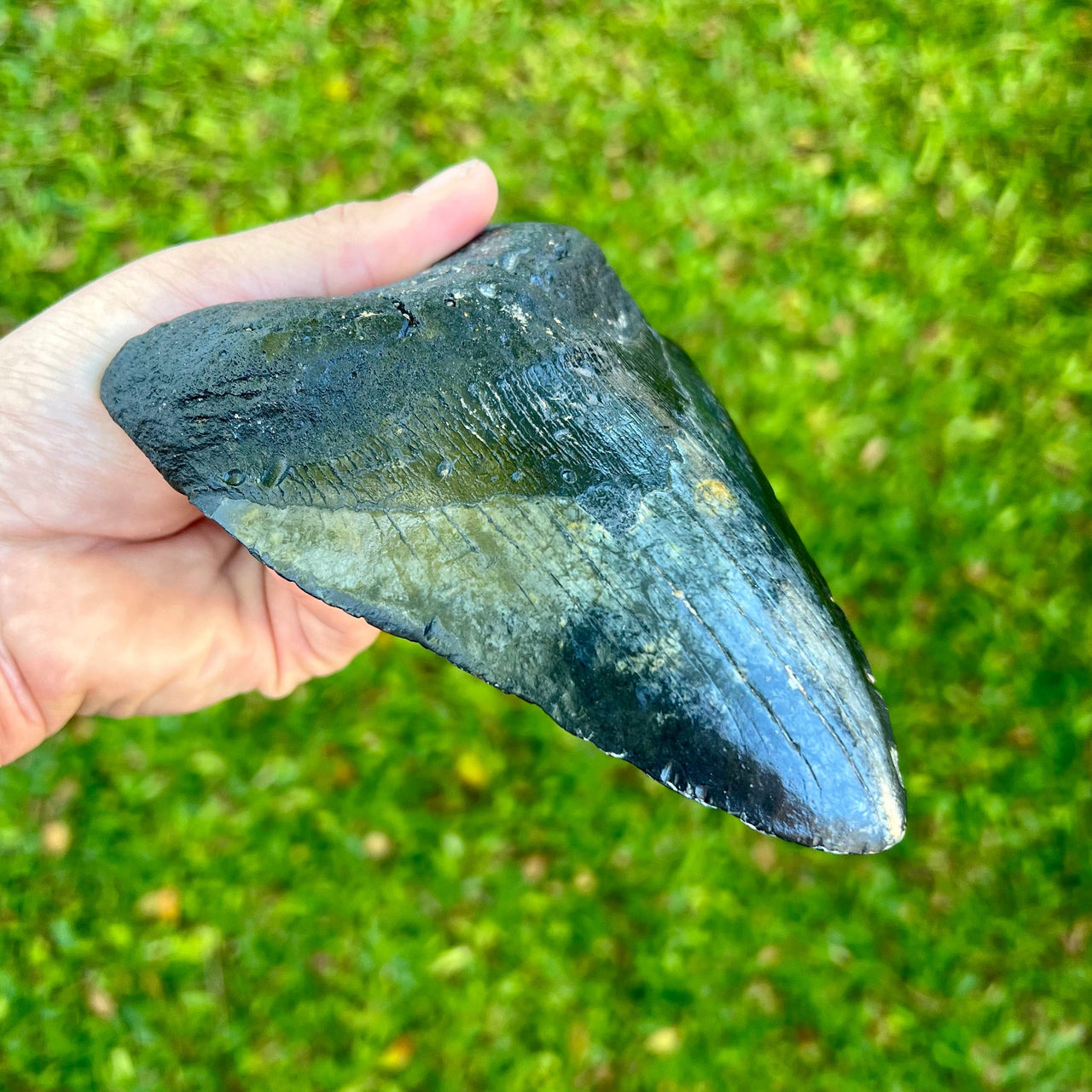 5 7/8" Megalodon Tooth- Meg35