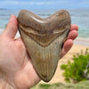 5 5/8” Polished Megalodon Tooth- MEG01