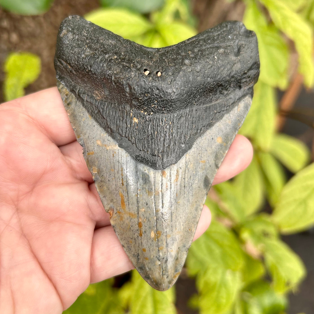 4” Megalodon Tooth- Meg83