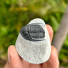 Cornuproetus Trilobite Fossil- Tril-2A
