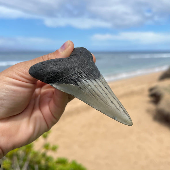 3 7/8” Megalodon Fossil Tooth- Meg54