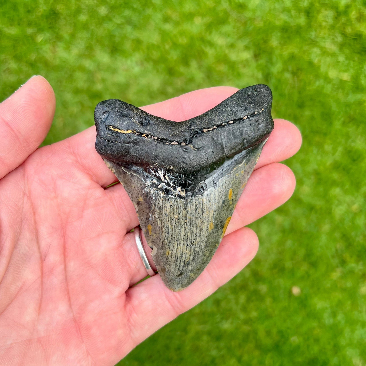 3 1/16” Megalodon Tooth- Meg83