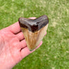 3 3/8” Extra Cute Megalodon Tooth- MEG30