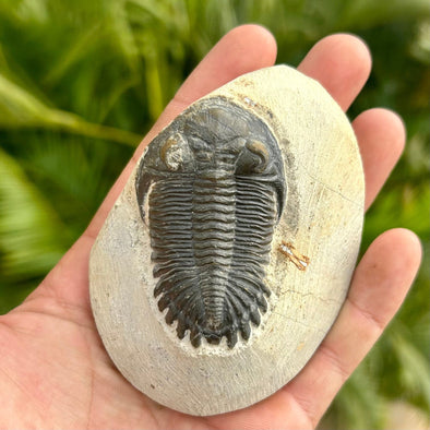 Hollardops Trilobite Fossil in Original Matrix
