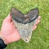 5 3/8" Megalodon Tooth with Dark Brown Root