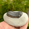 Phacops Trilobite Fossil Side