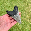 3 7/8” Megalodon Fossil Tooth- Meg54