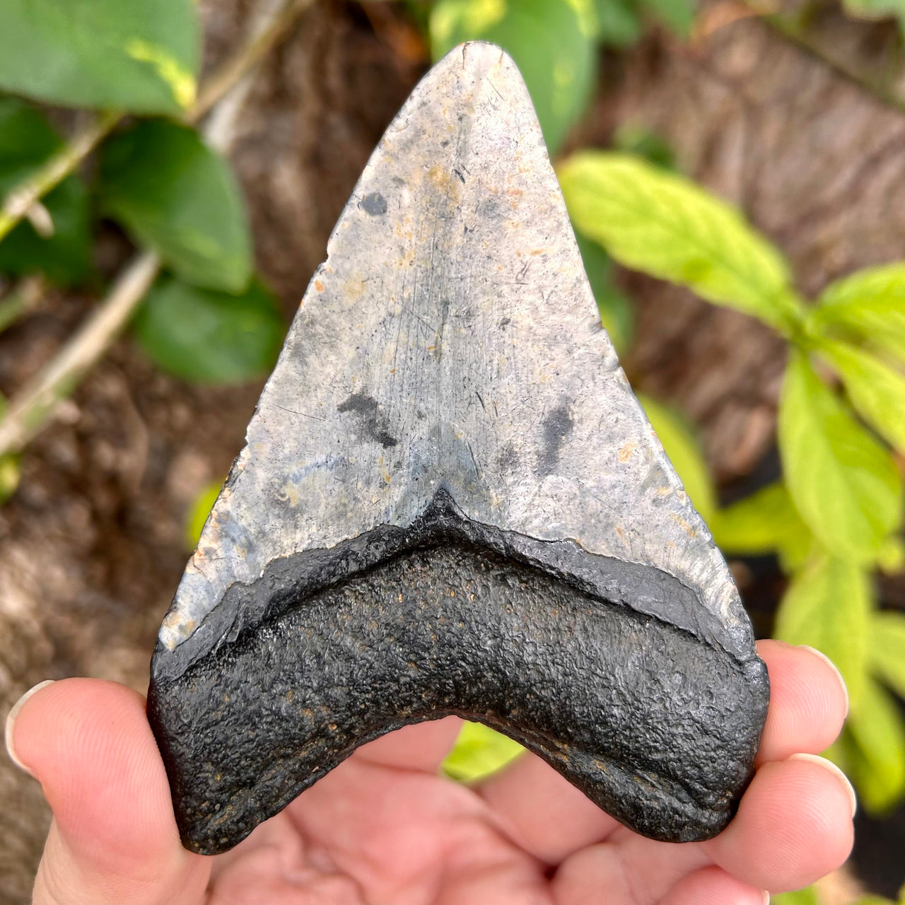 4” Megalodon Tooth- Meg83