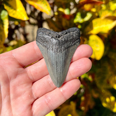 2 5/8” Cute Megalodon Tooth- MEG47