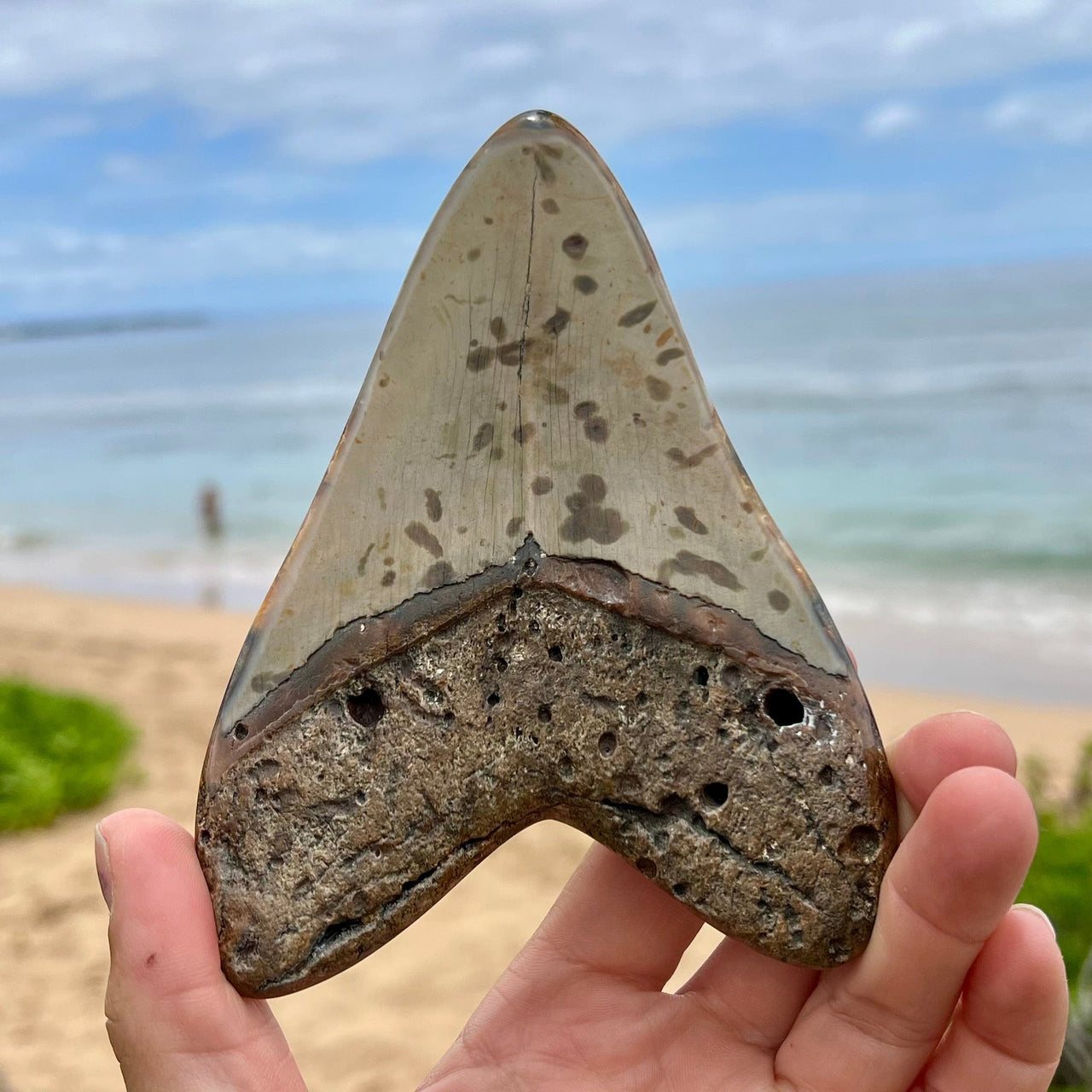 5 5/8” Polished Megalodon Tooth- MEG01