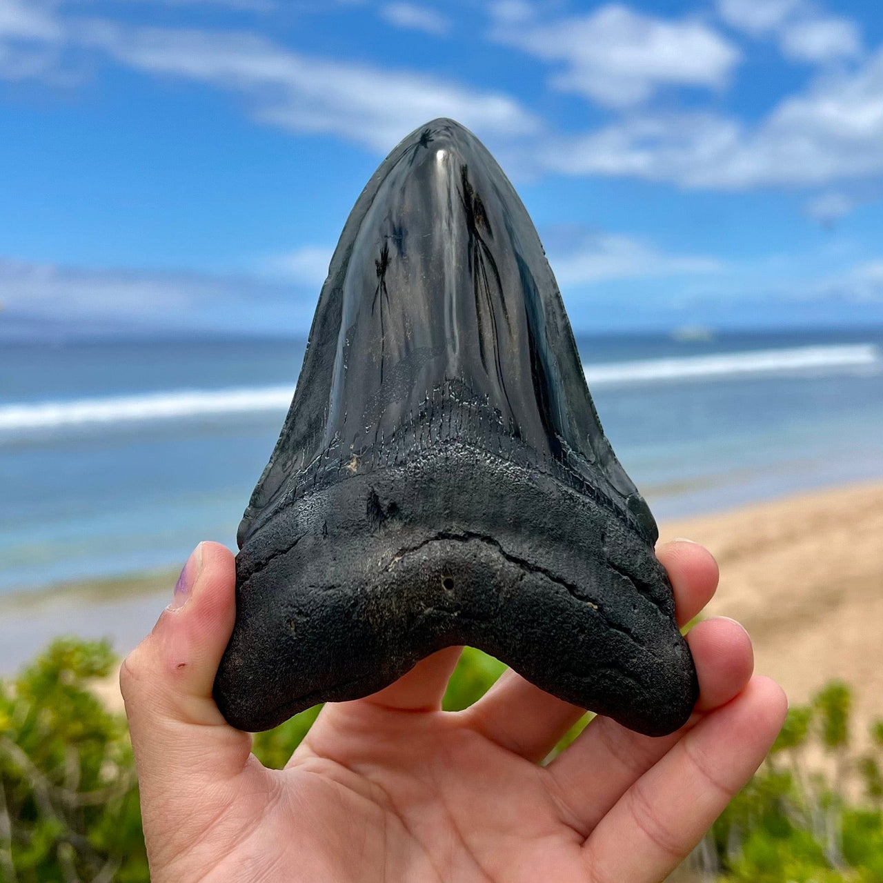 5 1/2" Polished Megalodon Tooth- Meg69