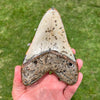 5 5/8” Polished Megalodon Tooth- MEG01