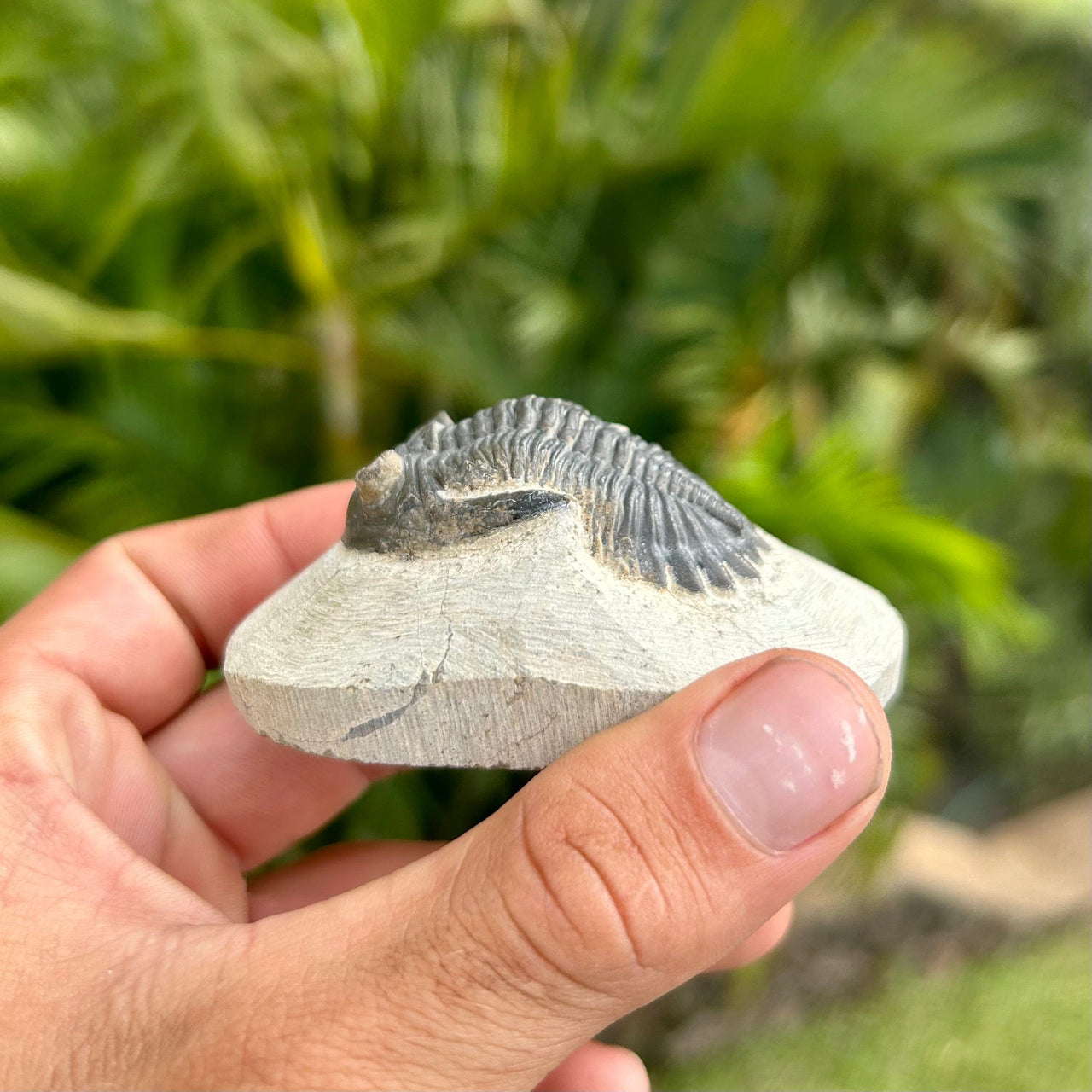 Side of Hollardops Trilobite Fossil in Original Matrix