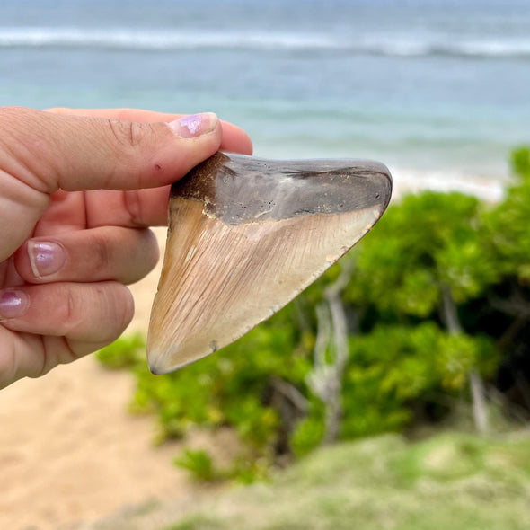 3 3/8” Extra Cute Megalodon Tooth- MEG30