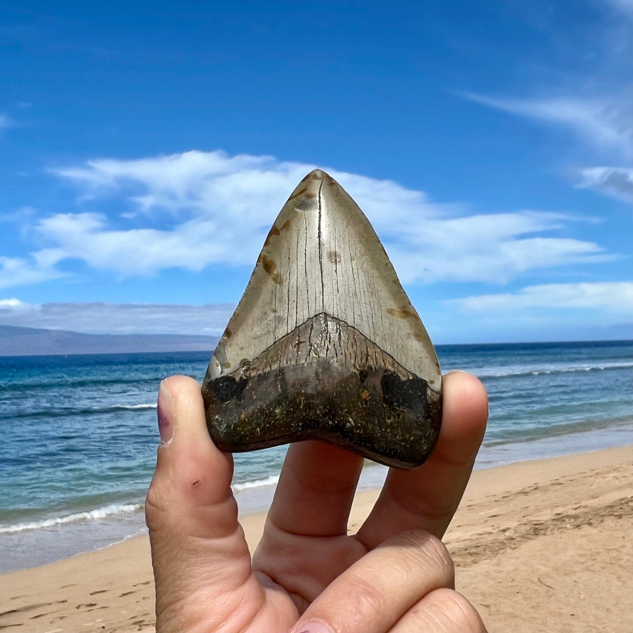 3” Megalodon Fossil Tooth- Meg58