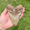 5 5/8” Polished Megalodon Tooth- MEG01