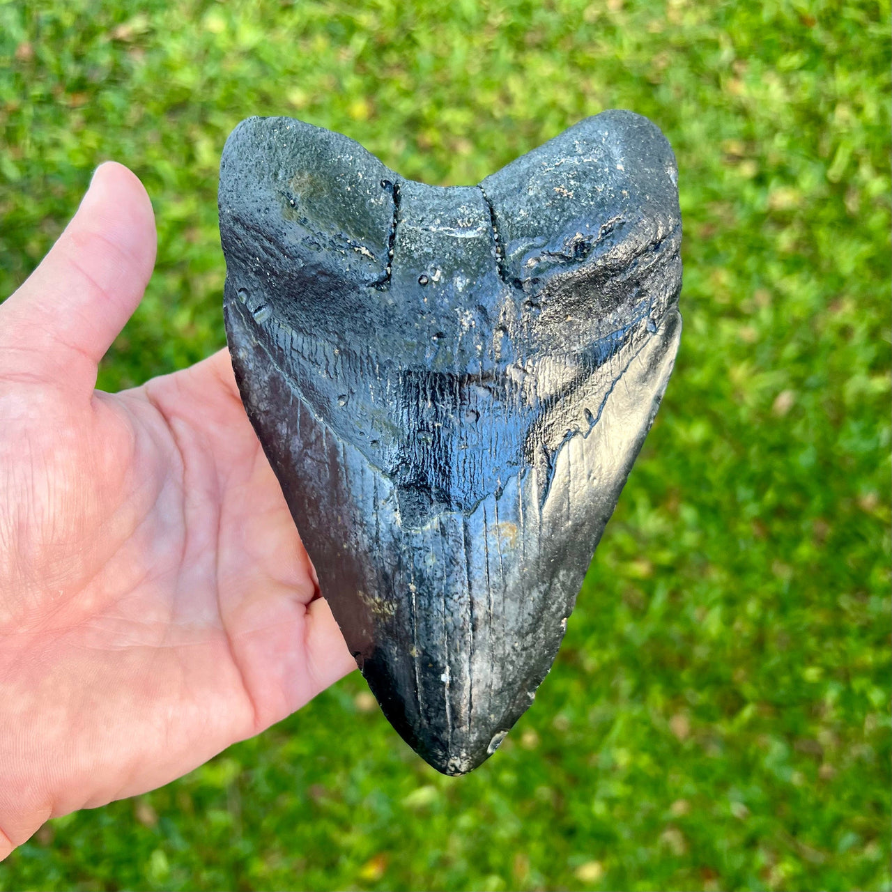 5 7/8" Megalodon Tooth- Meg35