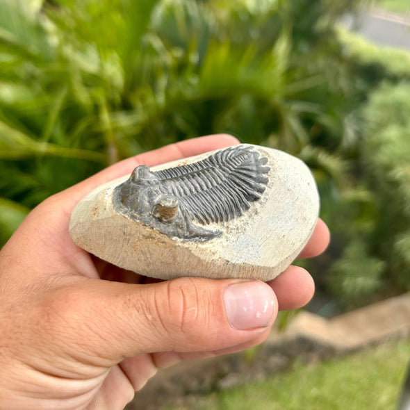 Hollardops Trilobite Fossil