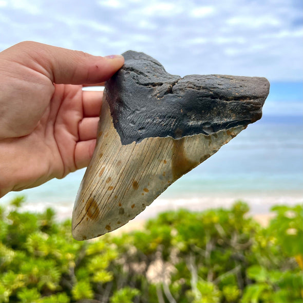 Person holding 5 3/8" Megalodon Tooth