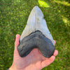 6" Megalodon Tooth- MEG03