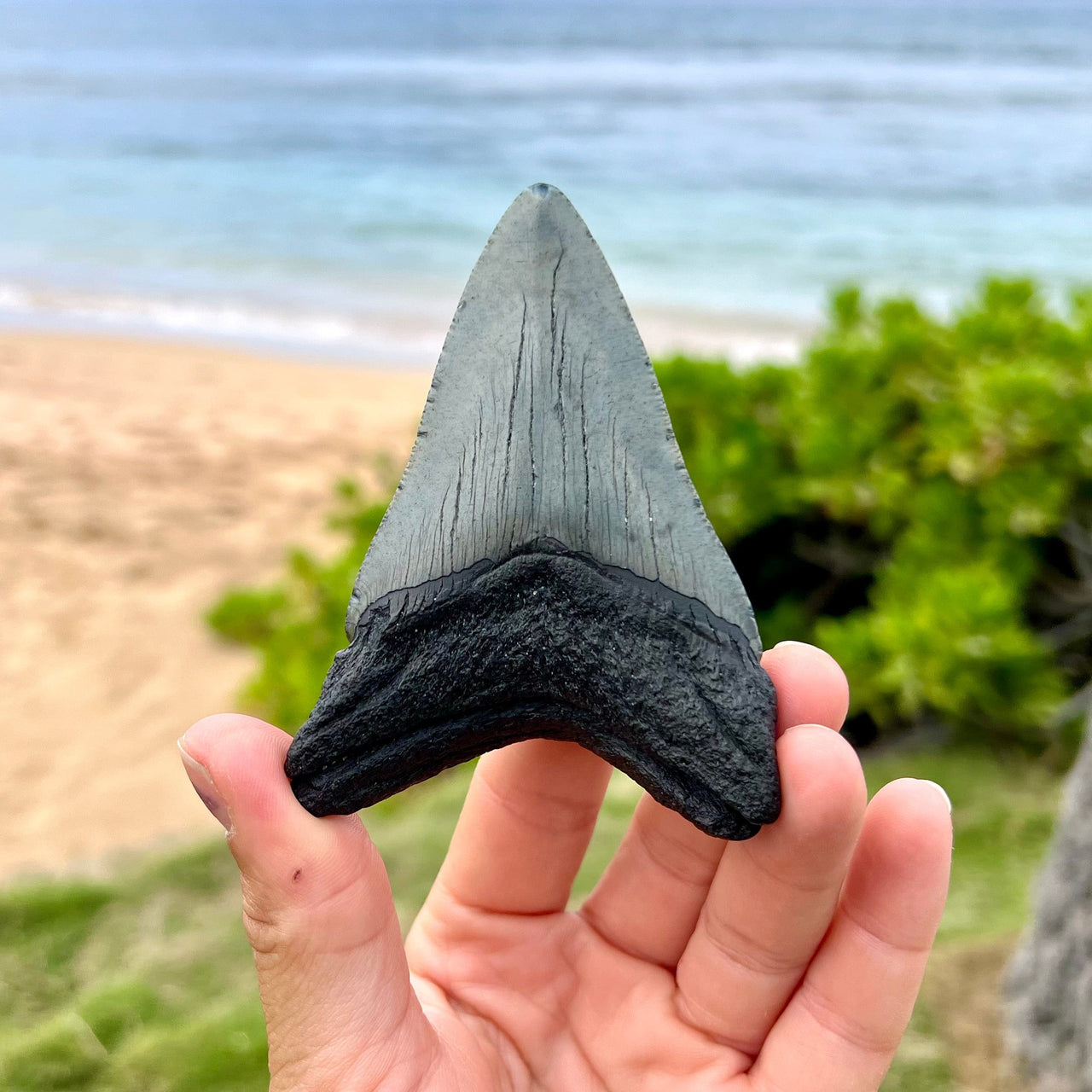 3 3/4” Megalodon Fossil Tooth- Meg52