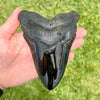 5 1/2" Polished Megalodon Tooth- Meg69