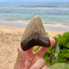 3 3/8” Extra Cute Megalodon Tooth- MEG30