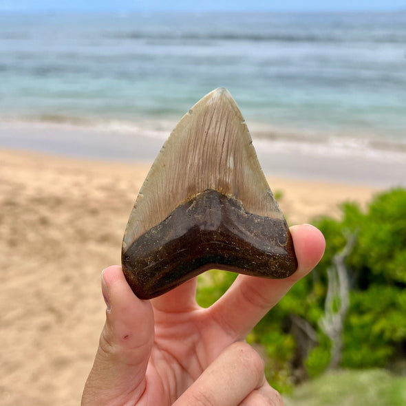 3 3/8” Extra Cute Megalodon Tooth- MEG30