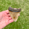 3 3/8” Extra Cute Megalodon Tooth- MEG30