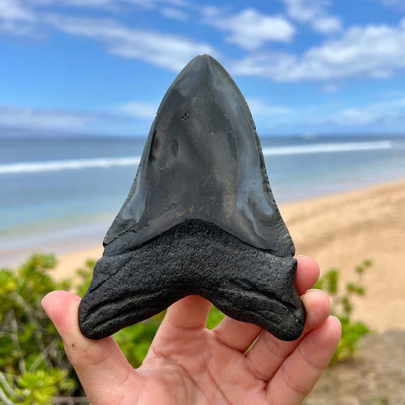 5 1/2" Polished Megalodon Tooth- Meg69