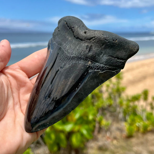 5 1/2" Polished Megalodon Tooth- Meg69