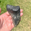 4 1/4" Partial Megalodon Tooth- Meg20