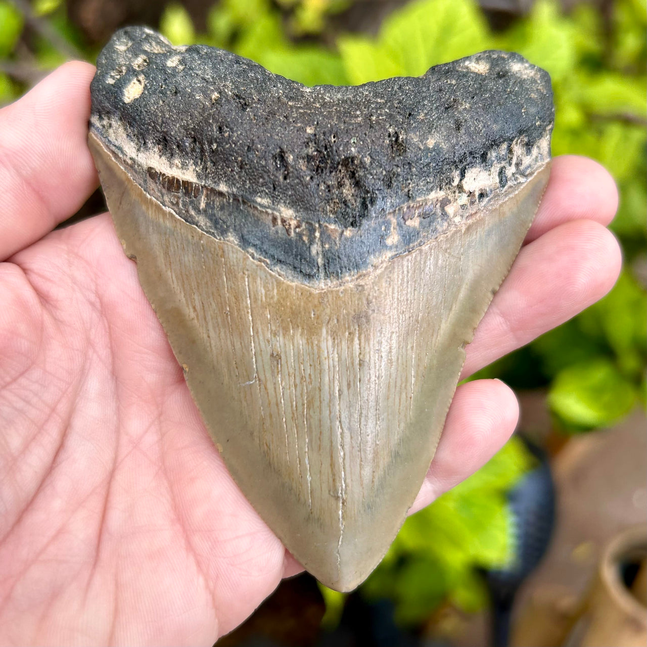 4 1/8" Megalodon Tooth- Meg18