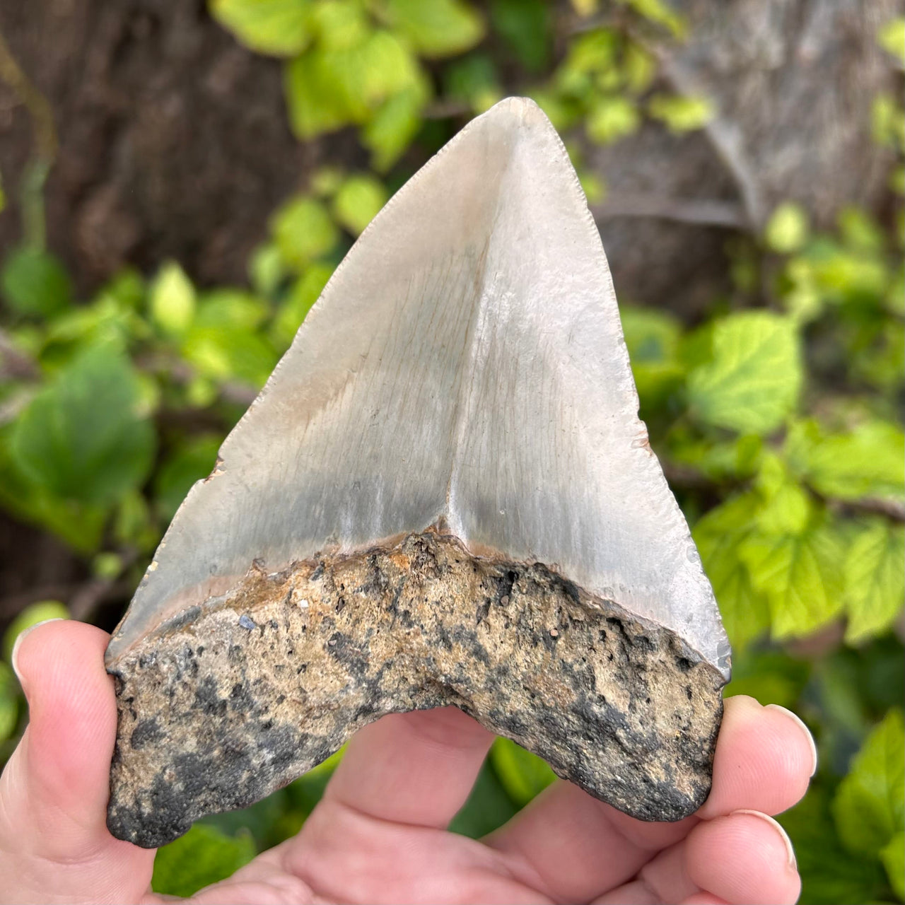 4 1/8" Megalodon Tooth- Meg18