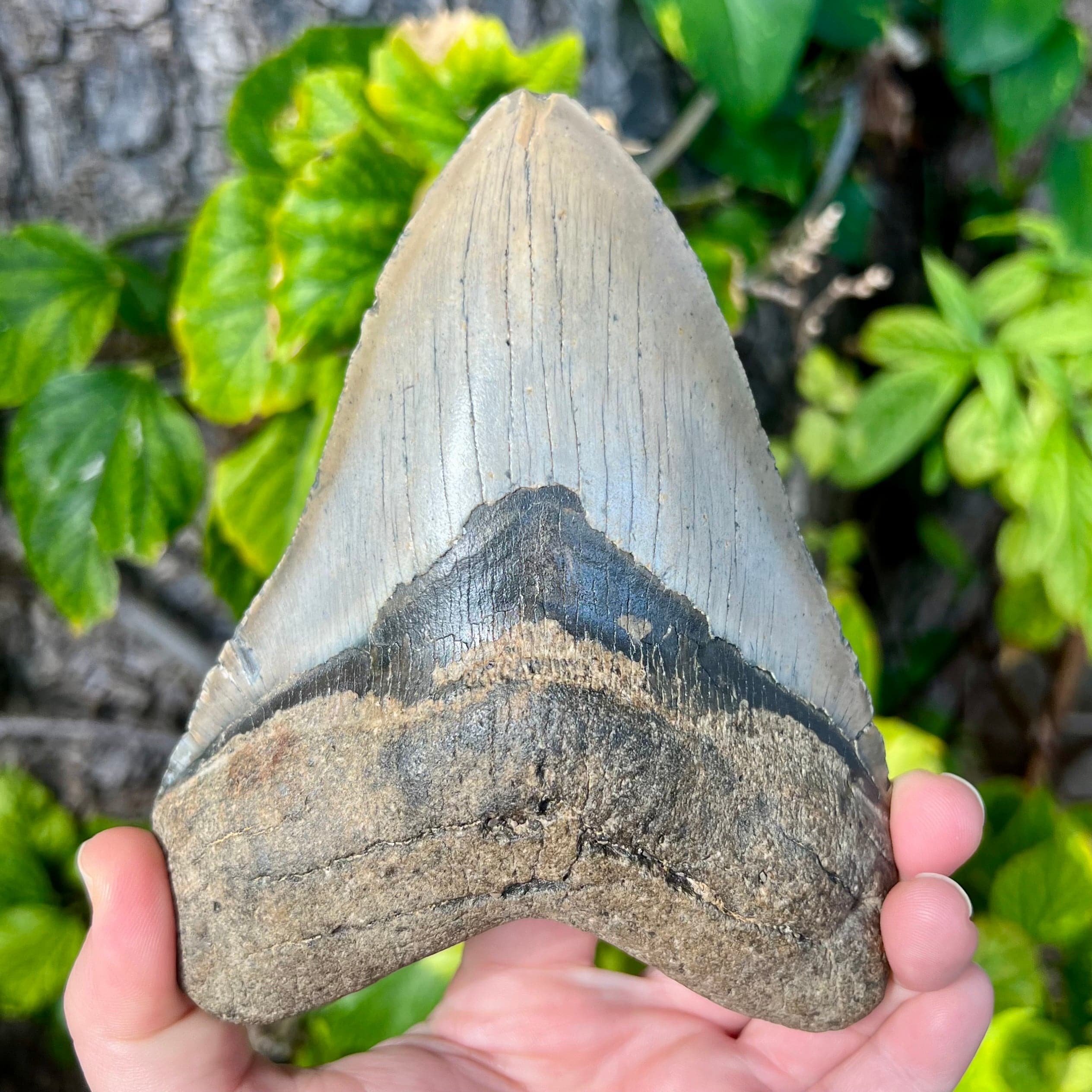 Megalodon Teeth | Shark Teeth | Whaler's Locker