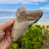 5 5/8” Polished Megalodon Tooth- MEG01