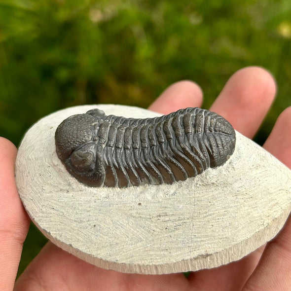 Side of Phacops Trilobite Fossil