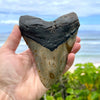 5 3/8" Megalodon Tooth Fossil Gift