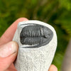 Cornuproetus Trilobite Fossil- Tril-2A